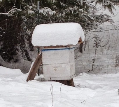 Bee hive in the winter.