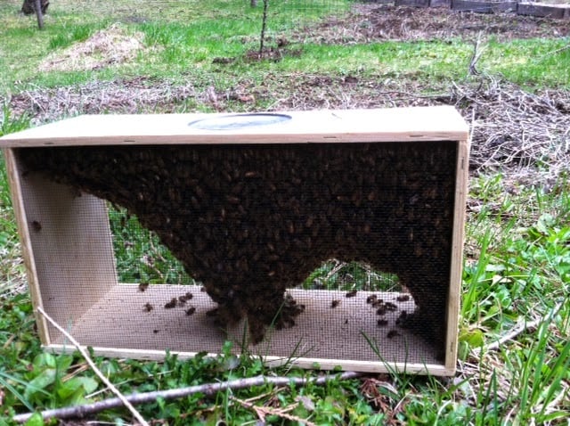 Honey bees inside a wooden box sitting on the grass.