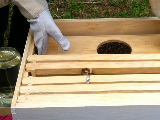 Placing a new package of honey bees inside a wooden frame.