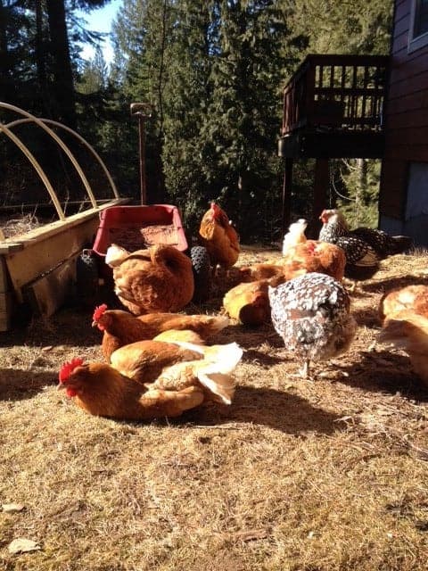 Chickens laying in the sun with their wings spread out.