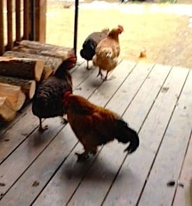 Chickens on the back porch next to a stack of wood.