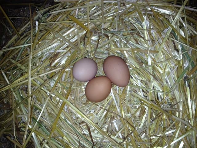 Three eggs in a straw nest.