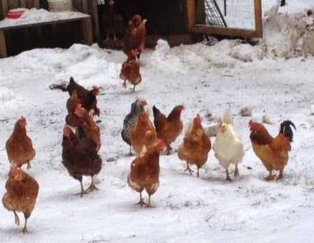 Chickens running in a snow covered yard. 