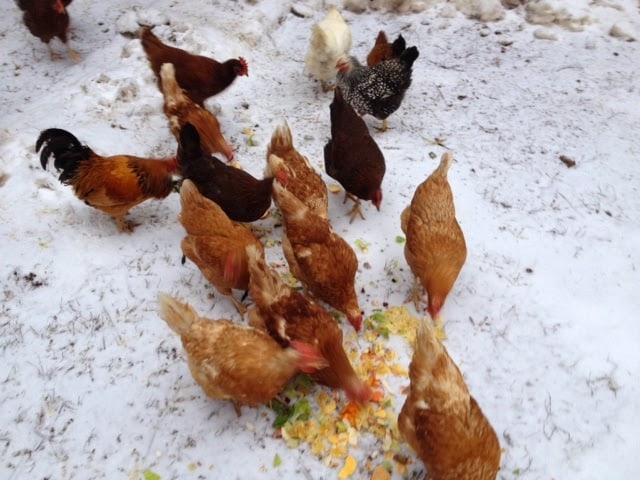 Chickens eating vegetable scraps that have been scattered on the snow.