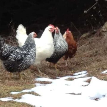 Chickens outside near a patch of snow.