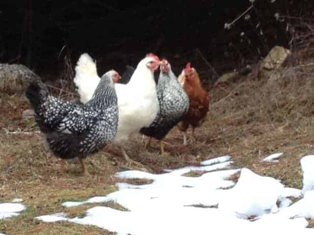 Chickens outside near a patch of snow.