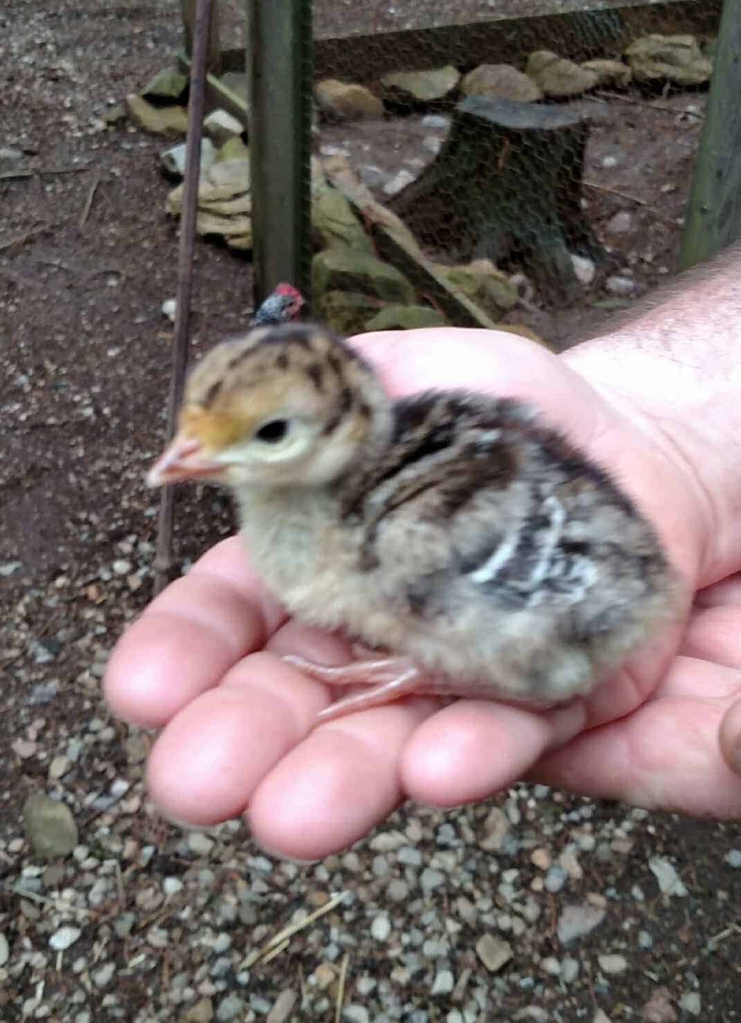 Baby chick being held in a hand.