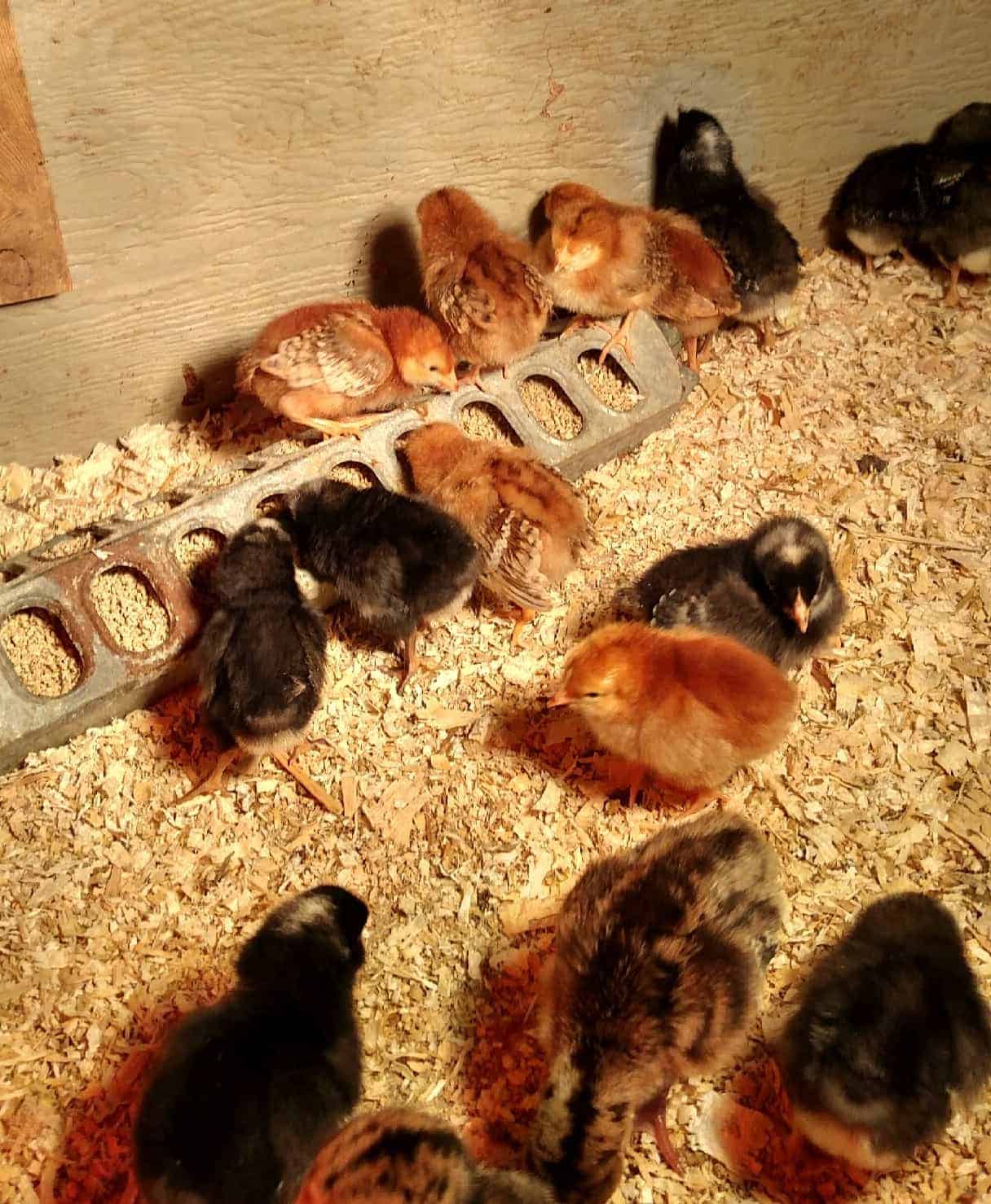 Baby chicks in a pen with wood shavings.