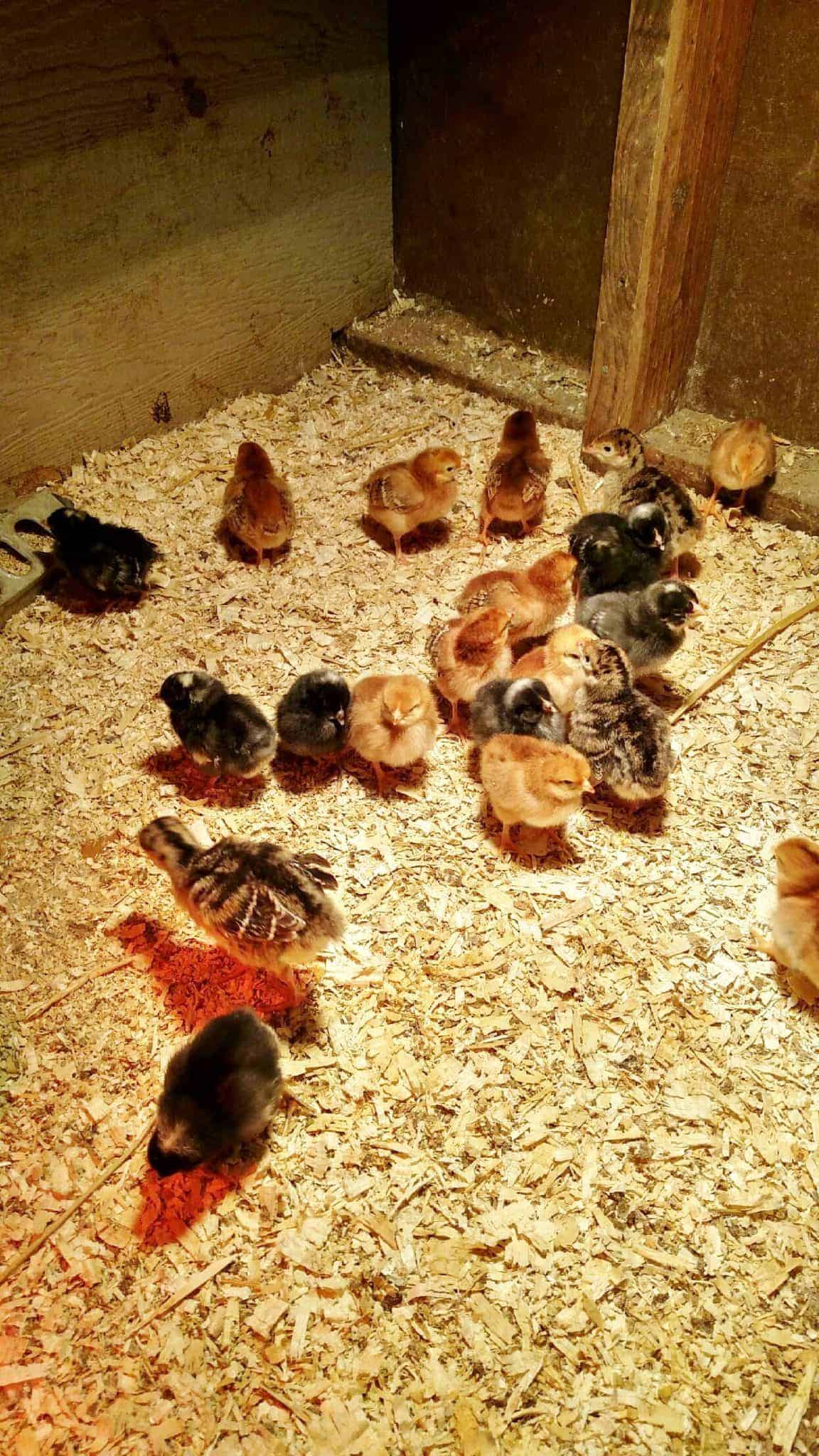 Baby chickens in a small coop.