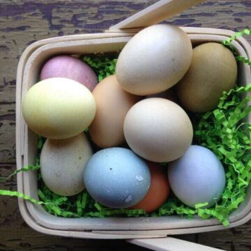 Basket of naturally dyed eggs