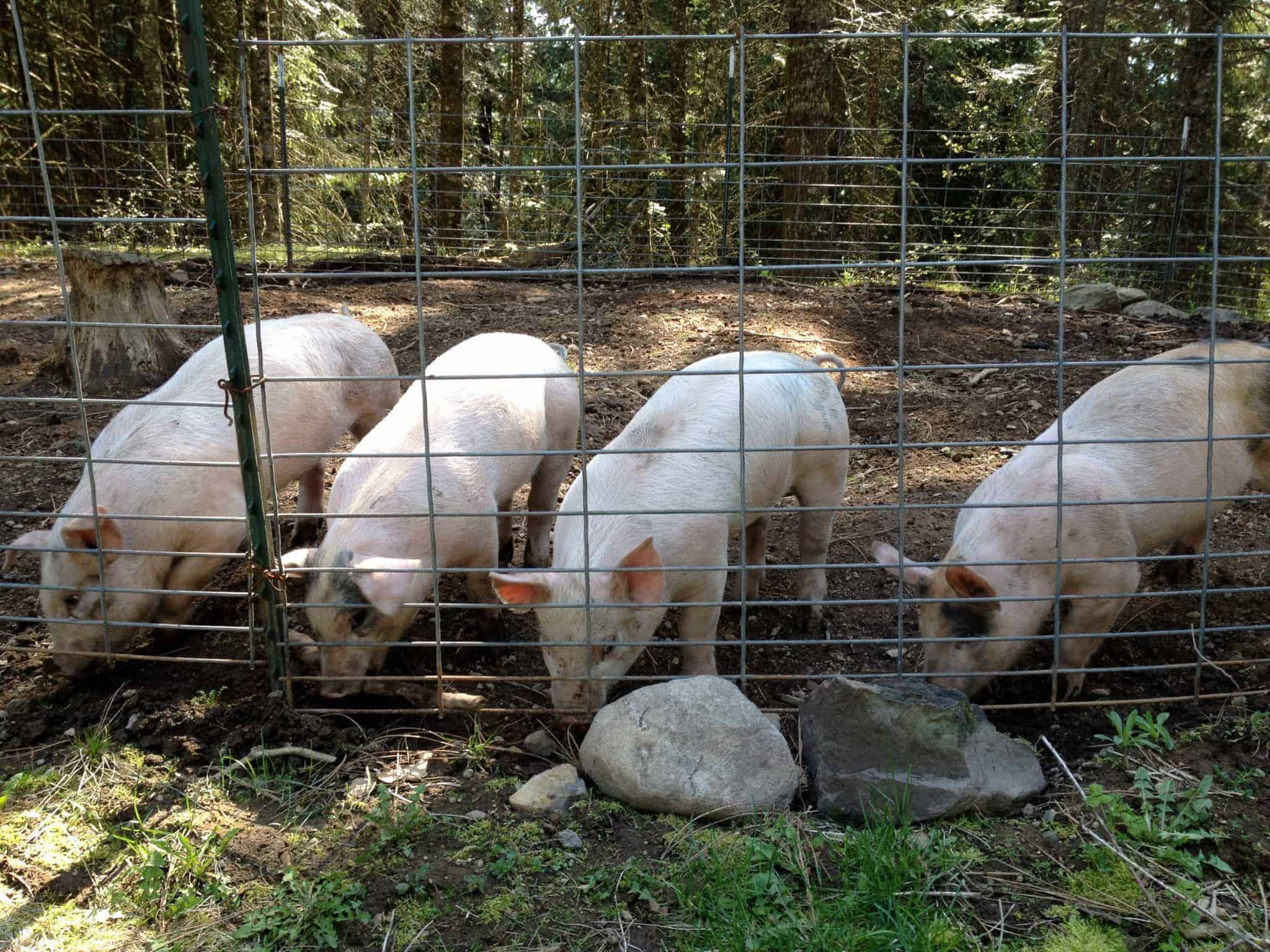 Four pigs inside a fenced area.