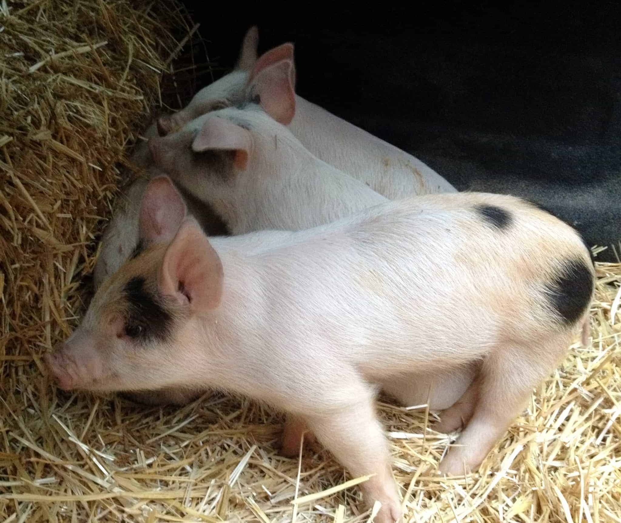 Little Piggies in fresh straw.