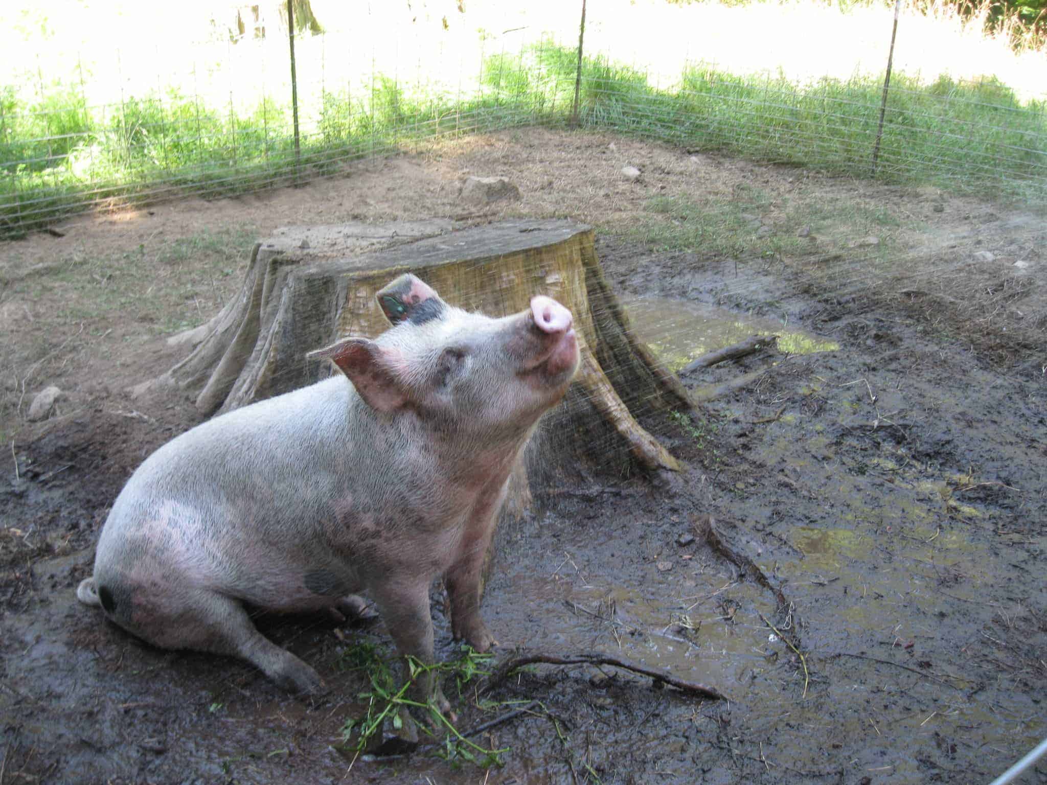 A pig being sprayed with a hose in a muddy area.