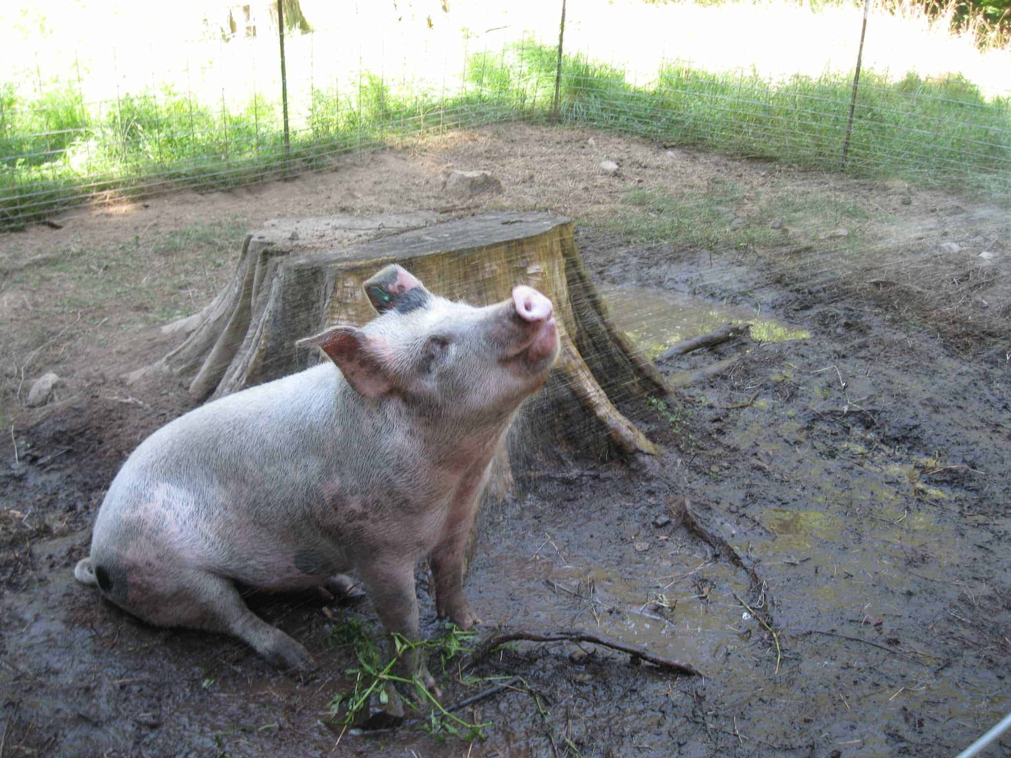 Pig being sprayed by water.