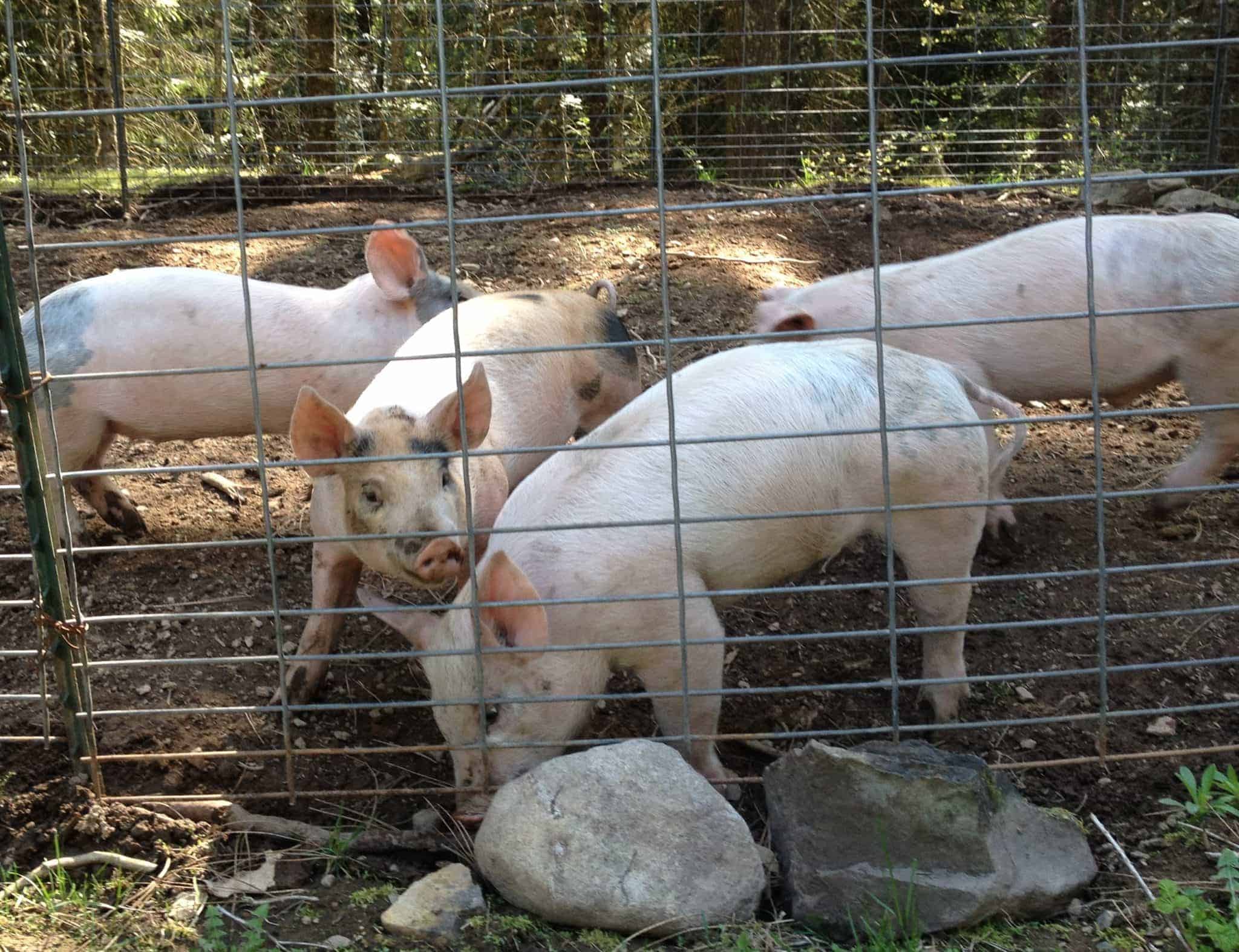 Pigs playing in a pig pen.