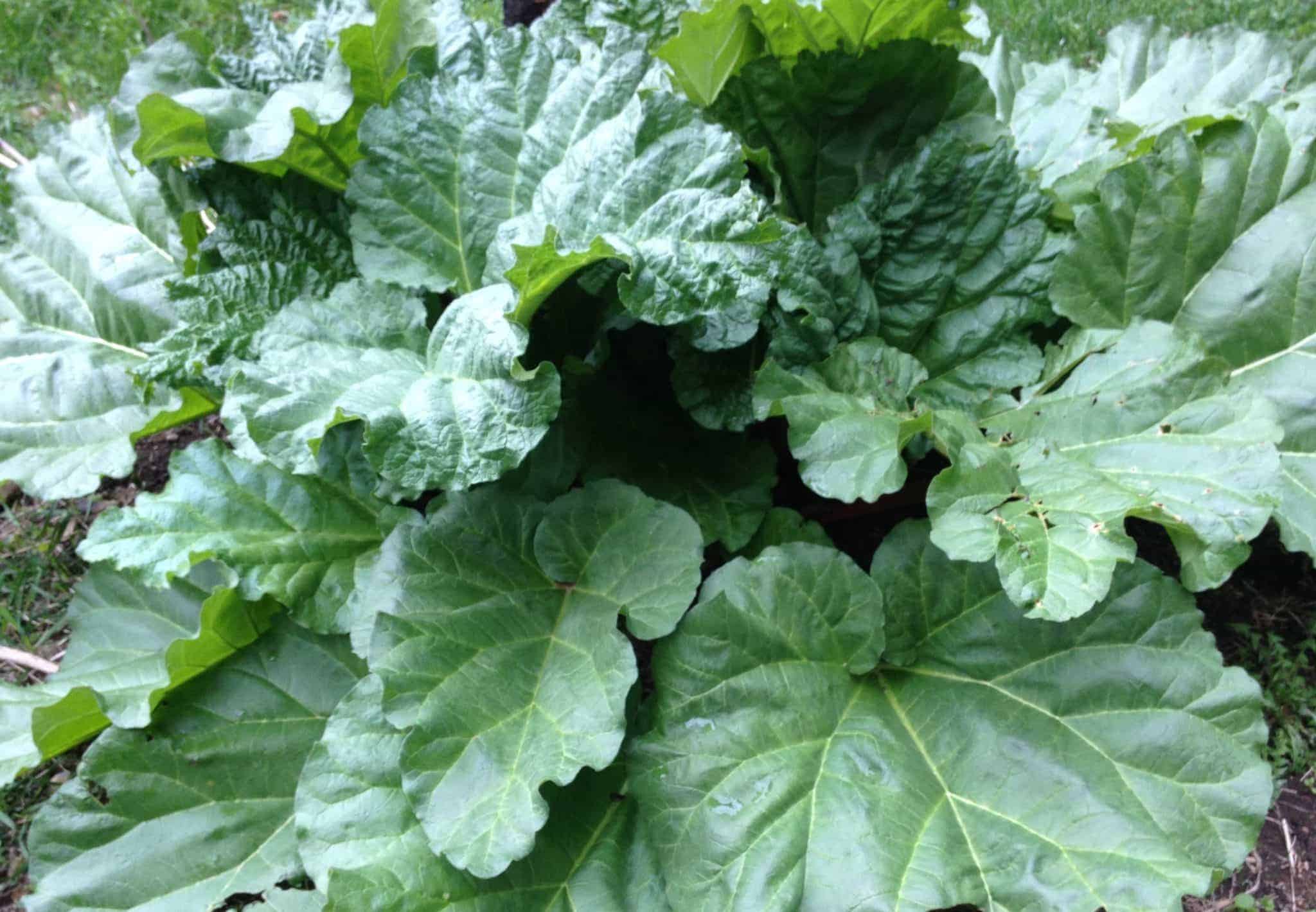 A rhubarb plant filled with large green leaves in the garden.