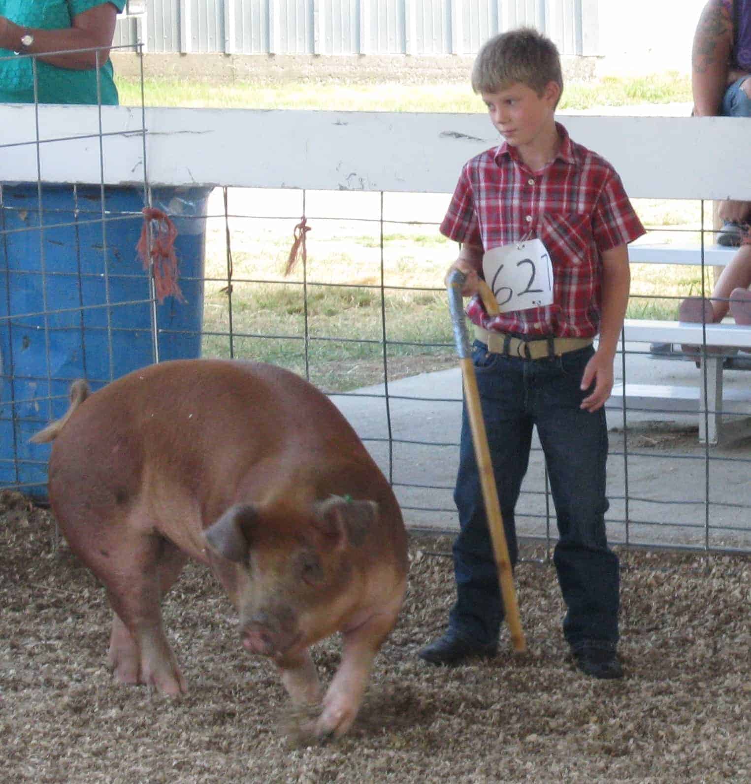 Showing a red pig at the county fair.