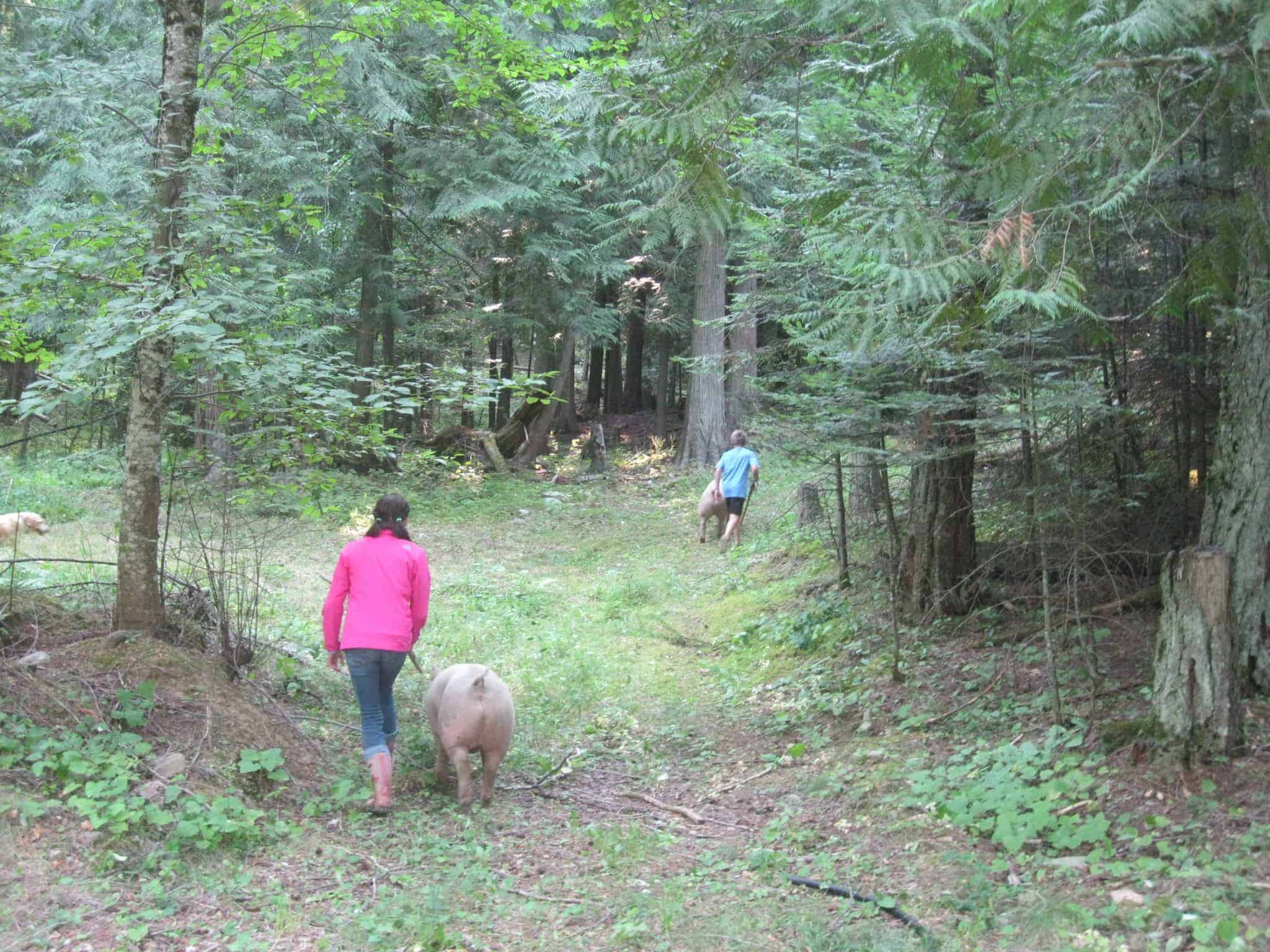 Walking Pigs through the forest.