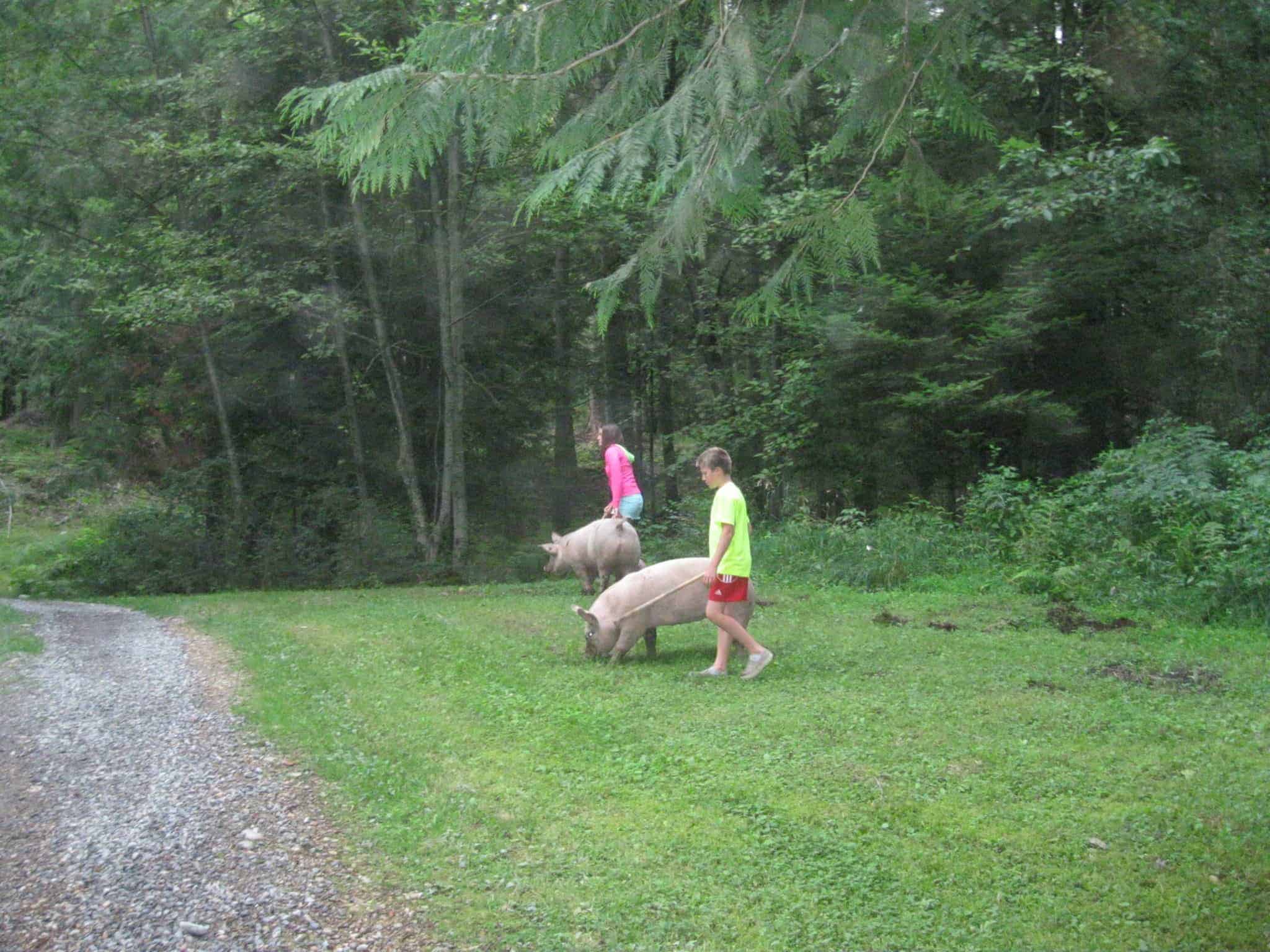 Kids out walking their pigs in a green grassy area.