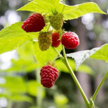 How to prune raspberries for a great crop next season.