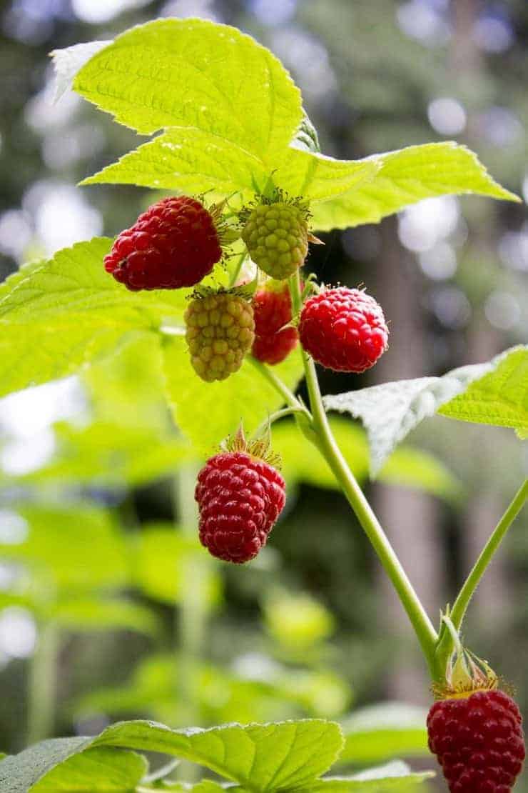 Ripe raspberries on the vine waiting to be picked.