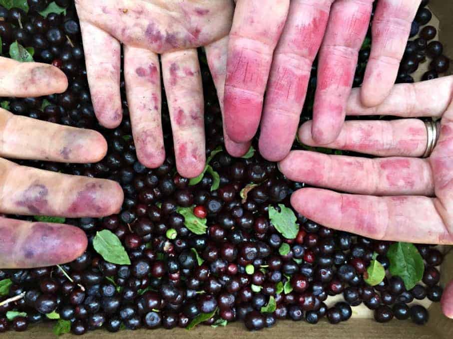 Hands stained purple and red from wild berries. 