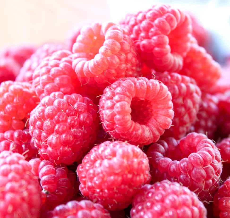 Freshly picked raspberries ready to be frozen.