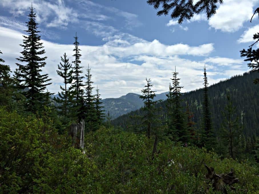 Mountain View with trees and bushes.