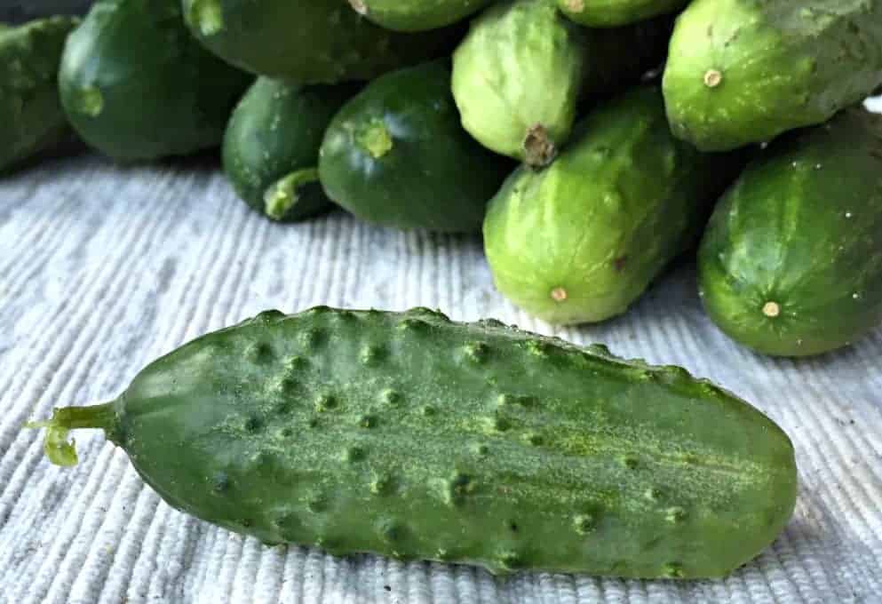 A stack of pickling cucumbers with one cucumber in the front of the stack.