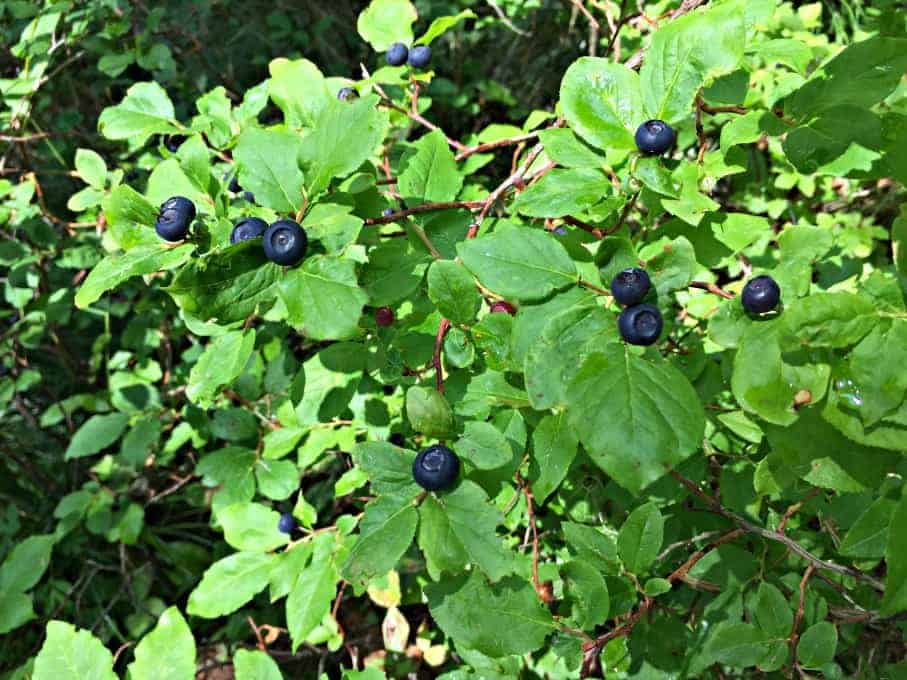 Wild Huckleberry bush filled with huckleberries.