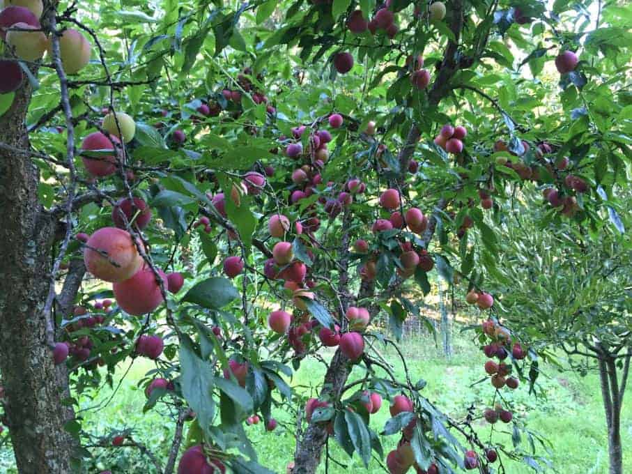 Plum Tree filled with ripe plums.