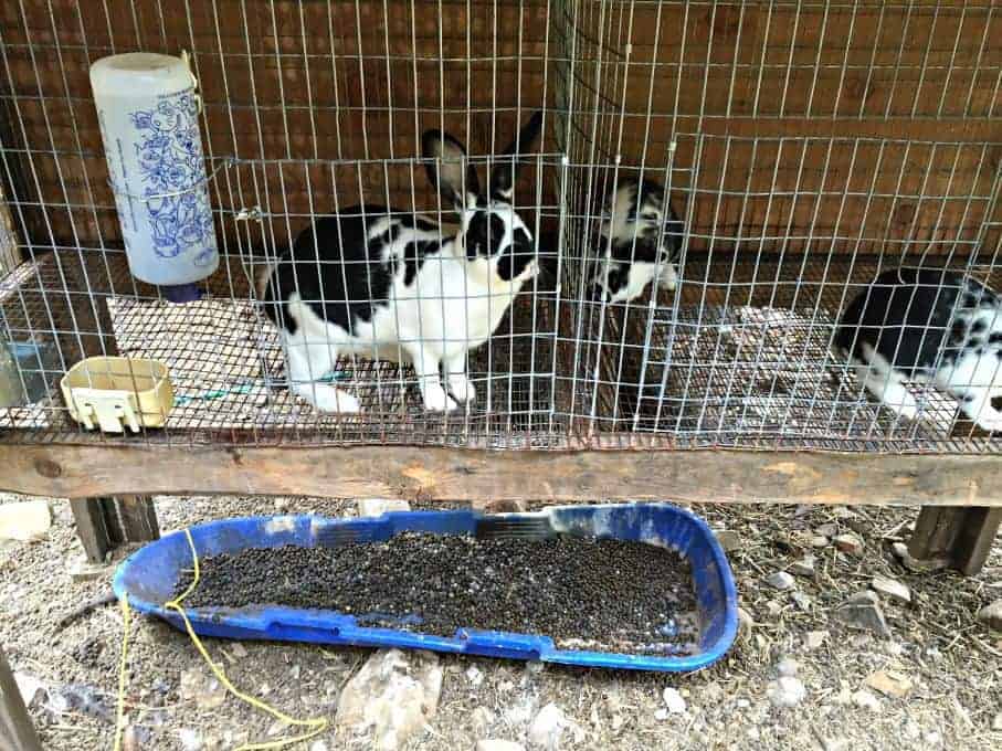 A blue sled beneath a rabbit cage collecting rabbit manure.