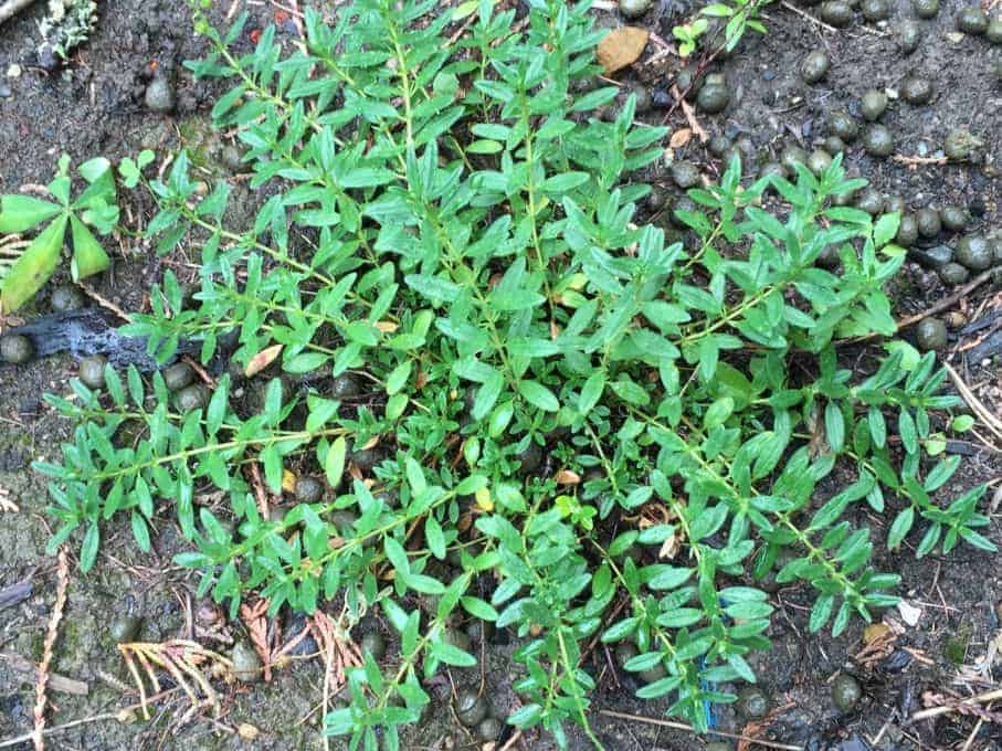 Rabbit pellets surrounding a green plant.