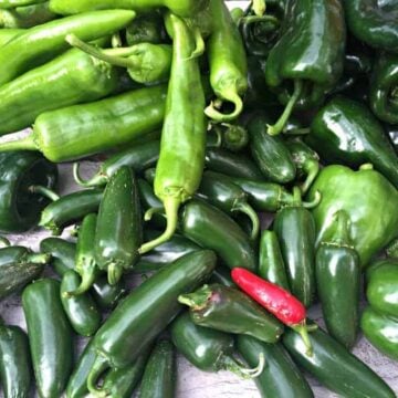 An assortment of green chili peppers and one red jalapeno.