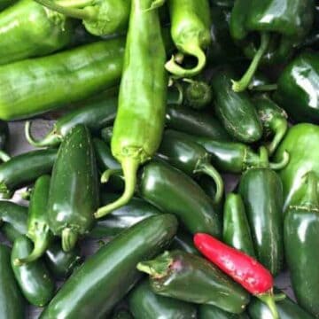 A pile of green peppers and one red pepper.