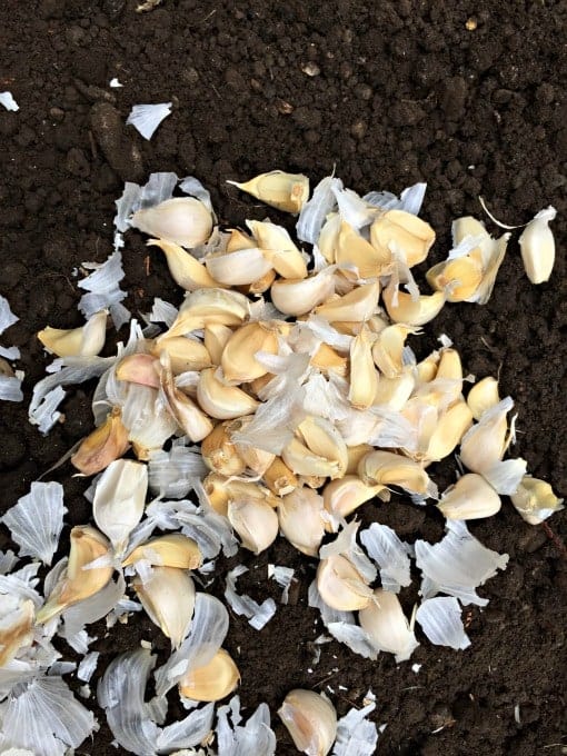 Garlic heads broken apart into cloves on top of soil.