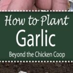 How to plant garlic for a healthy crop in the spring.