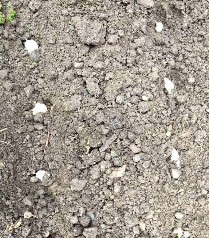 Garlic cloves planted in the dirt.