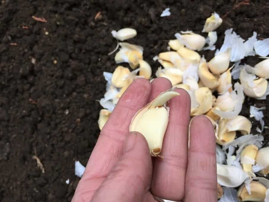 Garlic clove with a sprout.