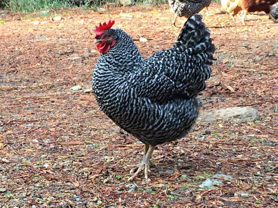 Barred rock outside in a yard.