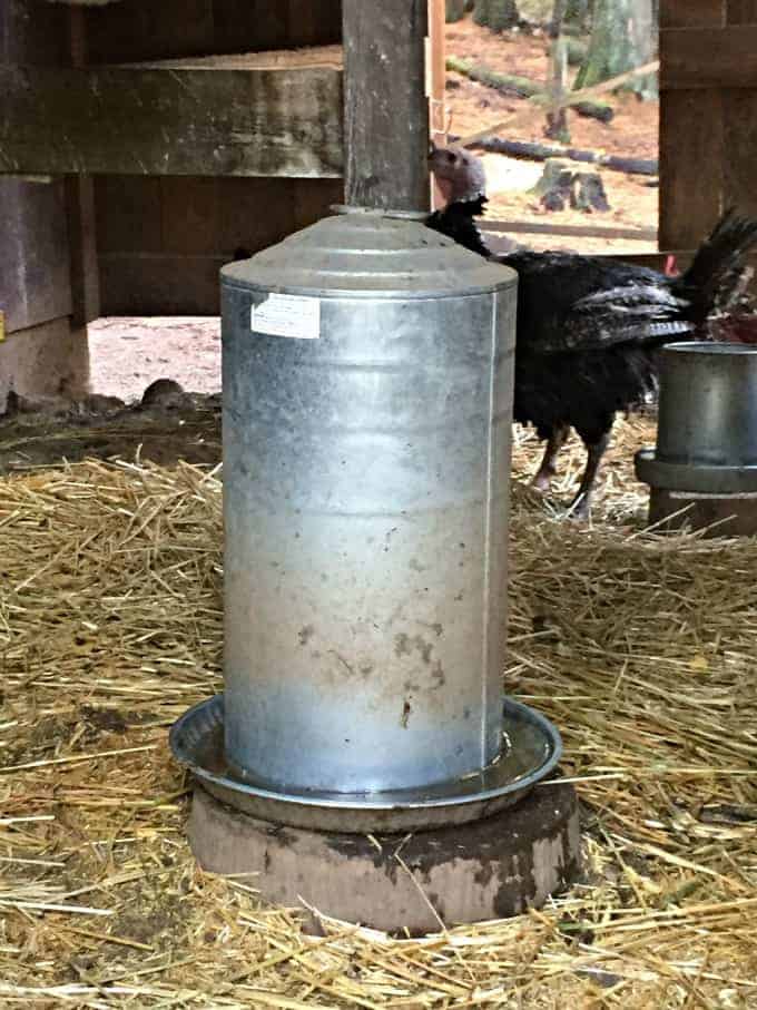 Watering system sitting on top of a warmer in a chicken coop.