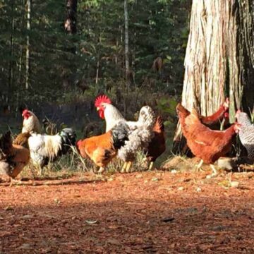 Chickens running around outside in the sunshine.