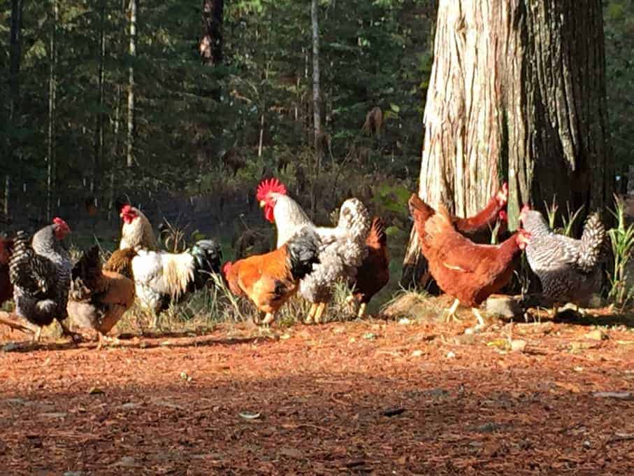 Hens and roosters outside in a spot of sunshine.