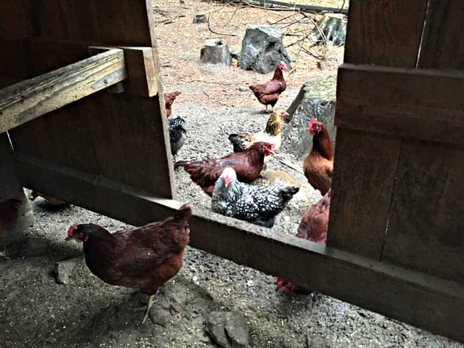 Hens in the hen house and yard.