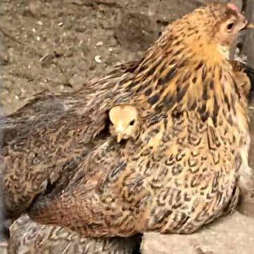 A baby chick poking out from under the wing of a mother hen.