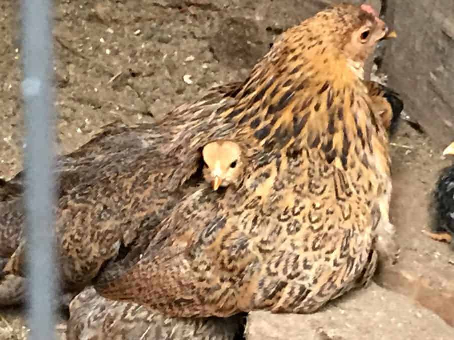 A mother hen with a baby chick peeking out from under her wing.