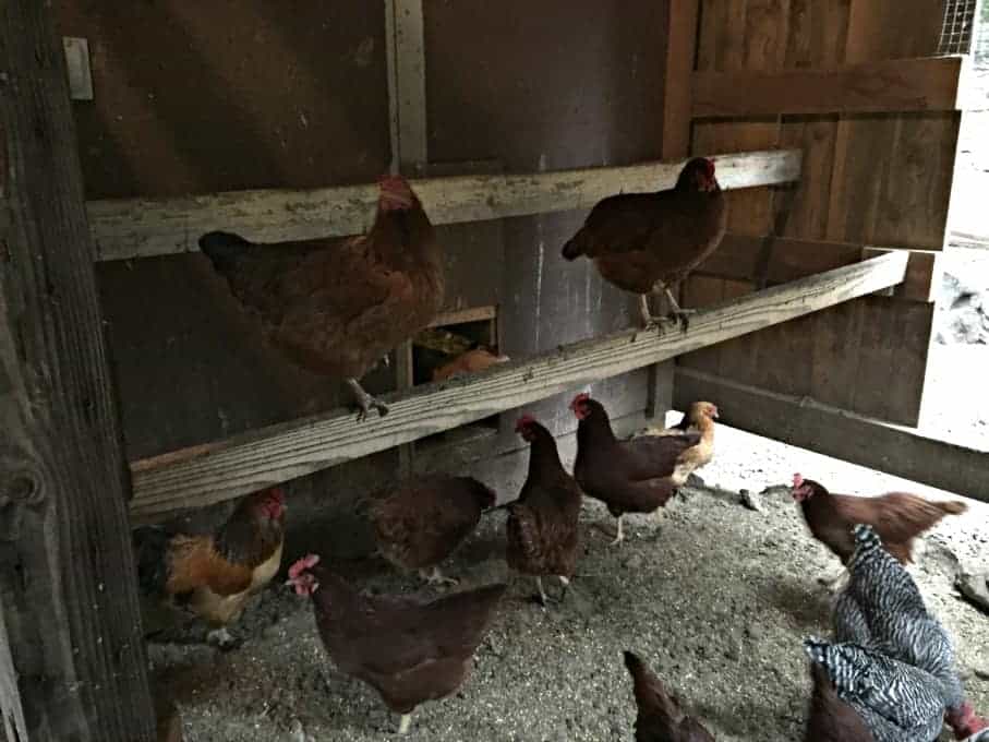 Inside a covered hen yard with chickens on the ground and on a roost.