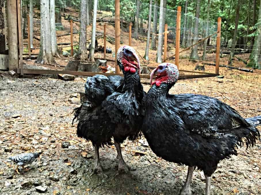 Turkeys standing in the rain getting wet.