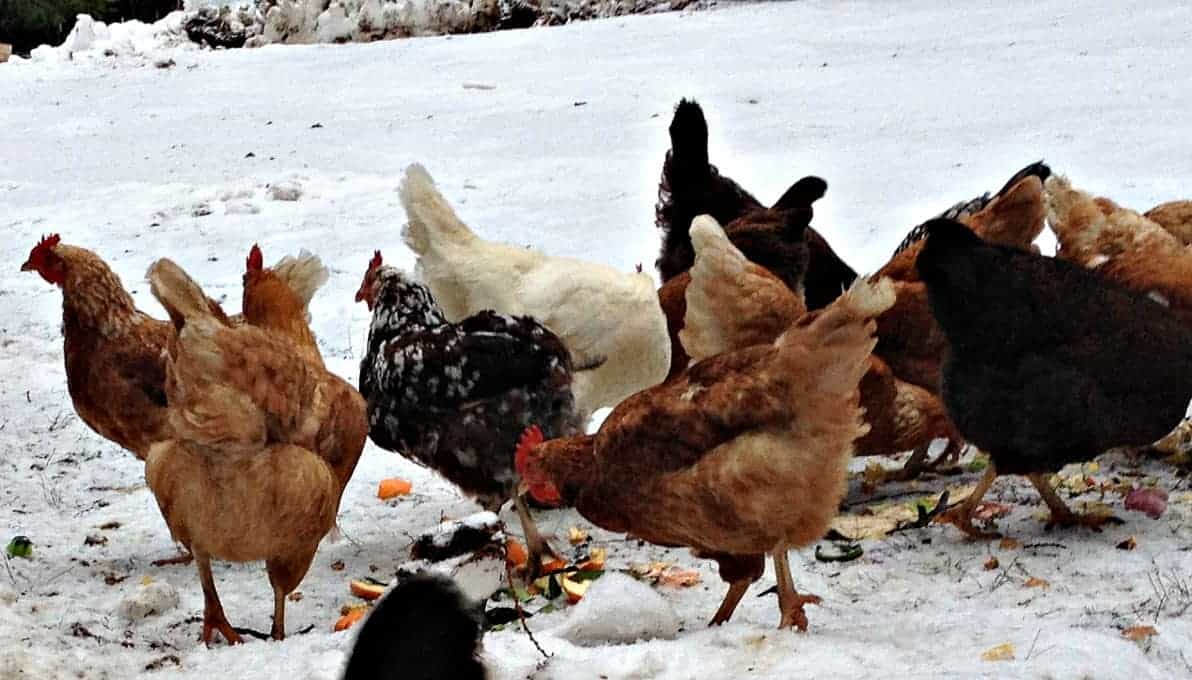 Chickens eating food scraps tossed onto snow.