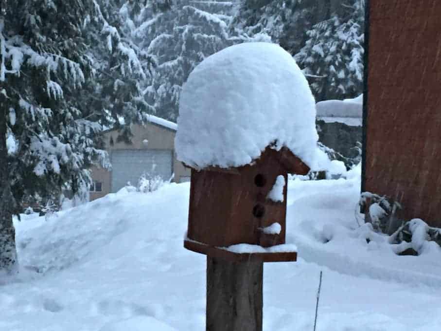 Birdhouse covered with snow.